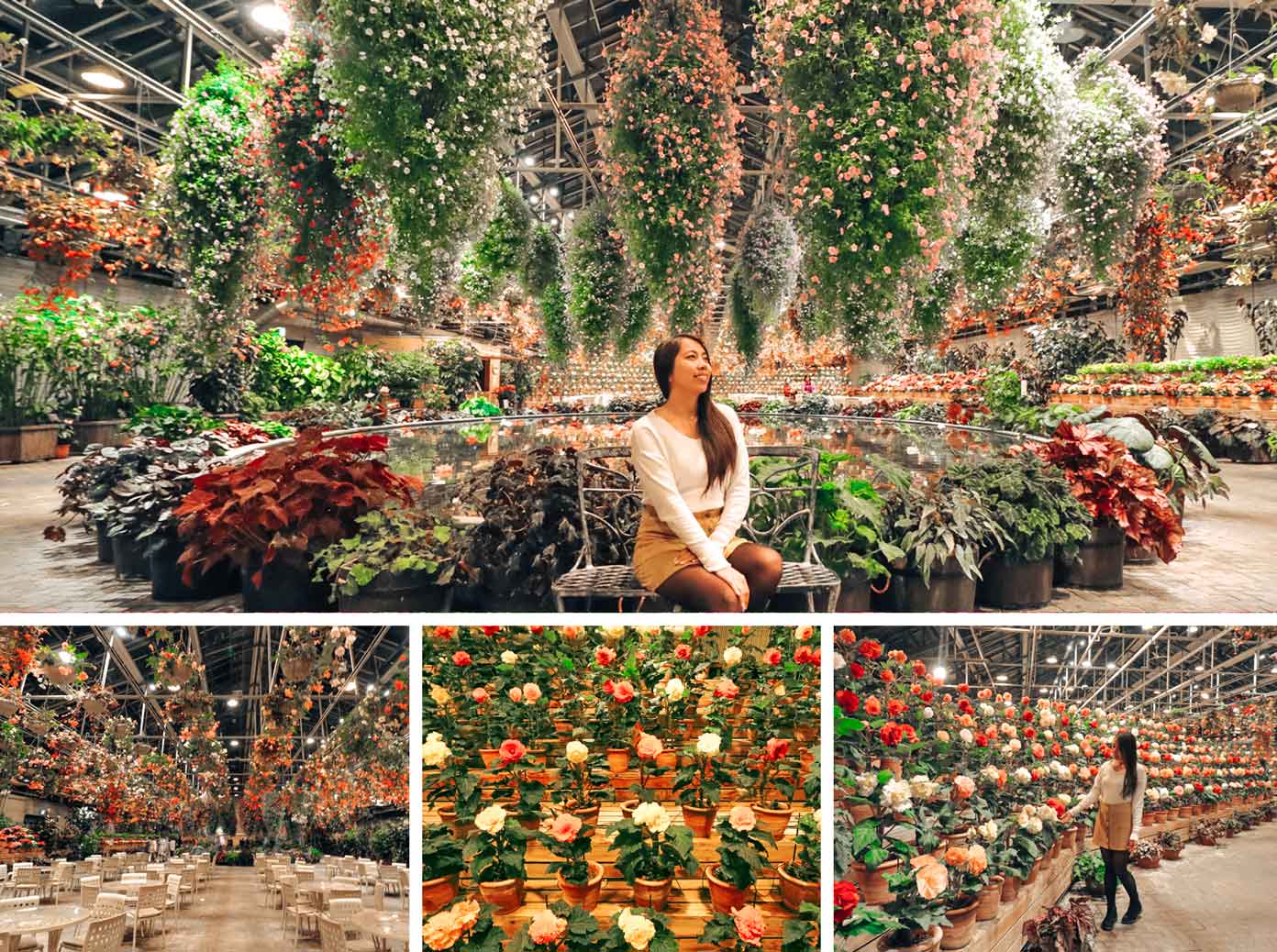 Nabana no Sato: Begonia Garden