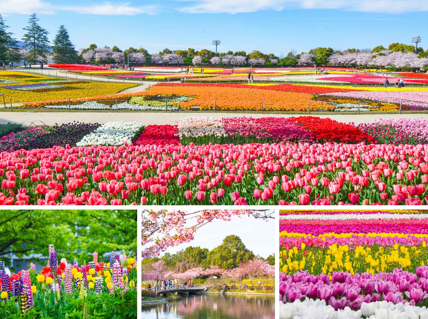 Nabana no Sato Flower Festival