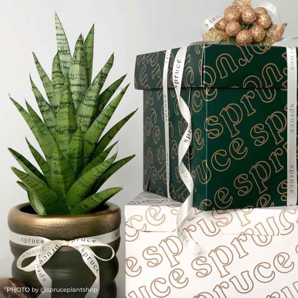 Christmas Gift Ideas : Spruce Plant Shop