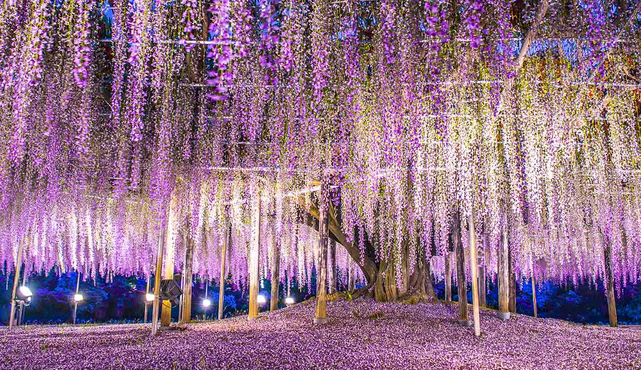 Ashikaga Flower Park: 100-Year Old Tree (Spring Flowers in Japan)