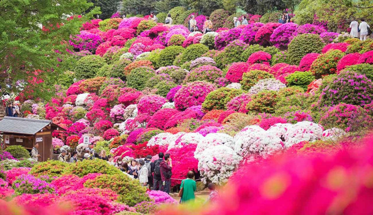 Spring Flowers in Japan When & Where to Go (Top Tips)