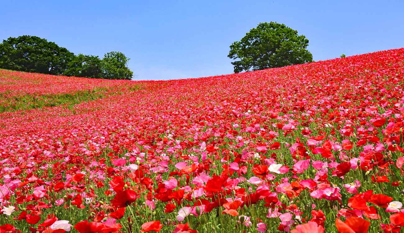 Chichibu : Red Poppies
