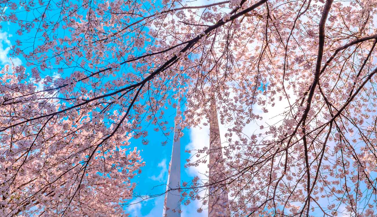 Daejeon Cherry Blossom