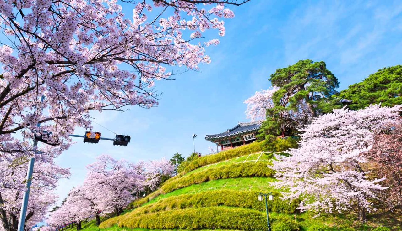 South Korea Cherry Blossom Forecast (2024) When & Where