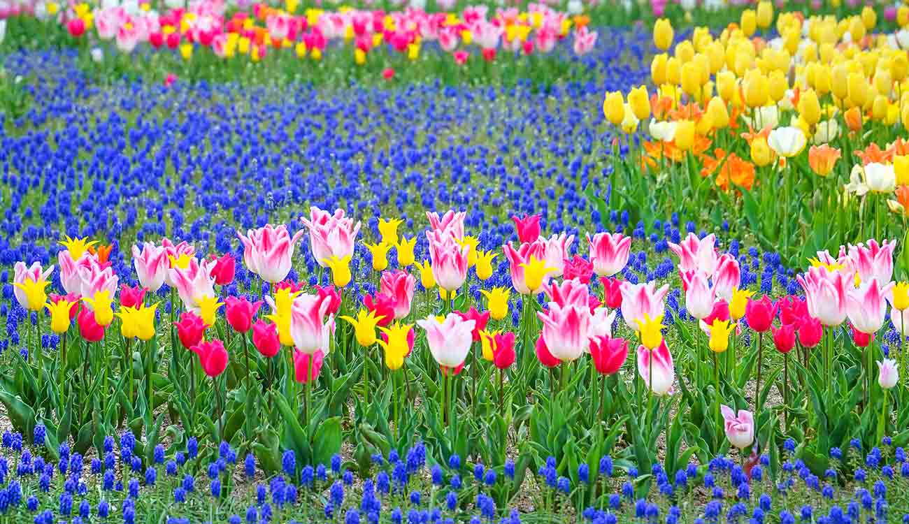 Hamamatsu Flower Park (Japan)