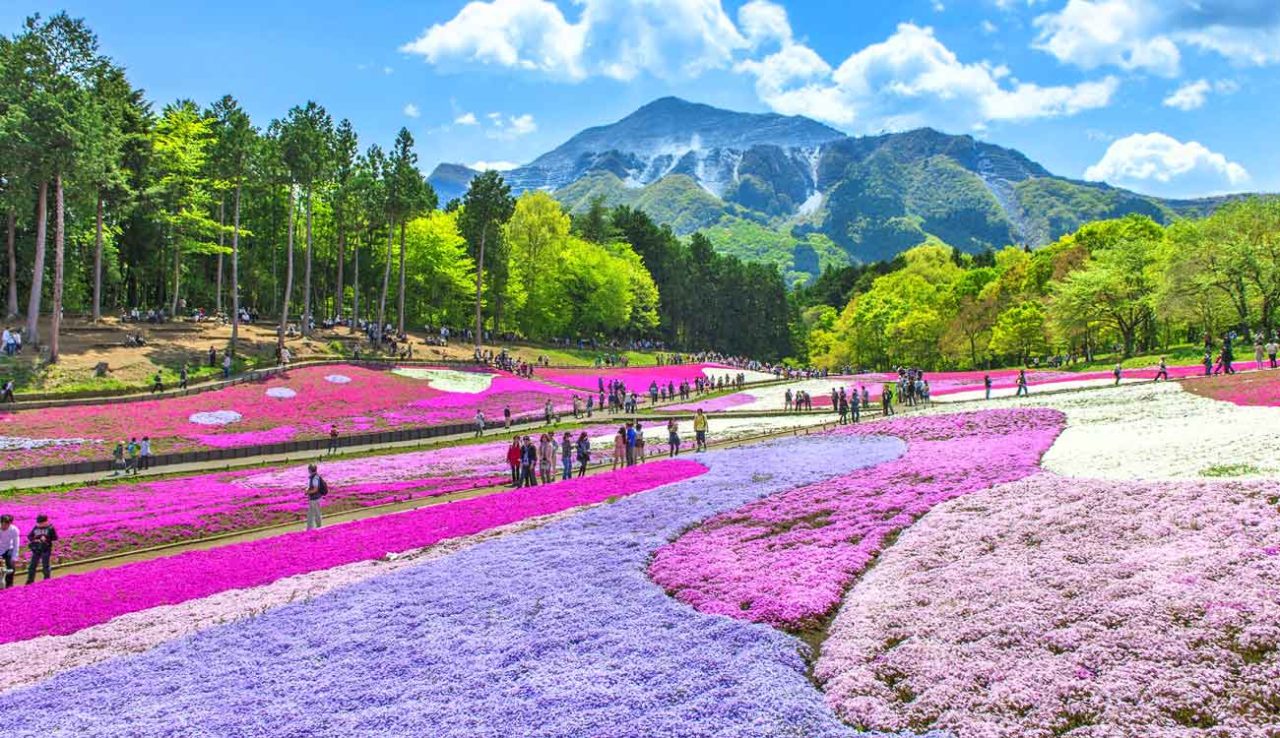 Spring Flowers in Japan When & Where to Go (Top Tips)