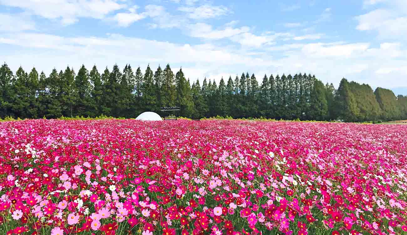 Ikoma Kogen (Japan Flower Parks)