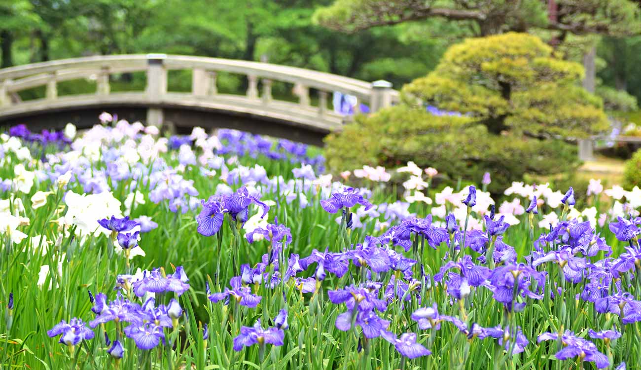 Japanese Garden: Iris or Airisu