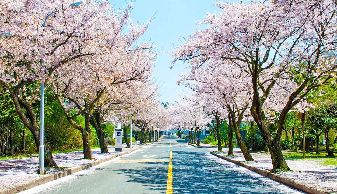 Jeju Island Sakura