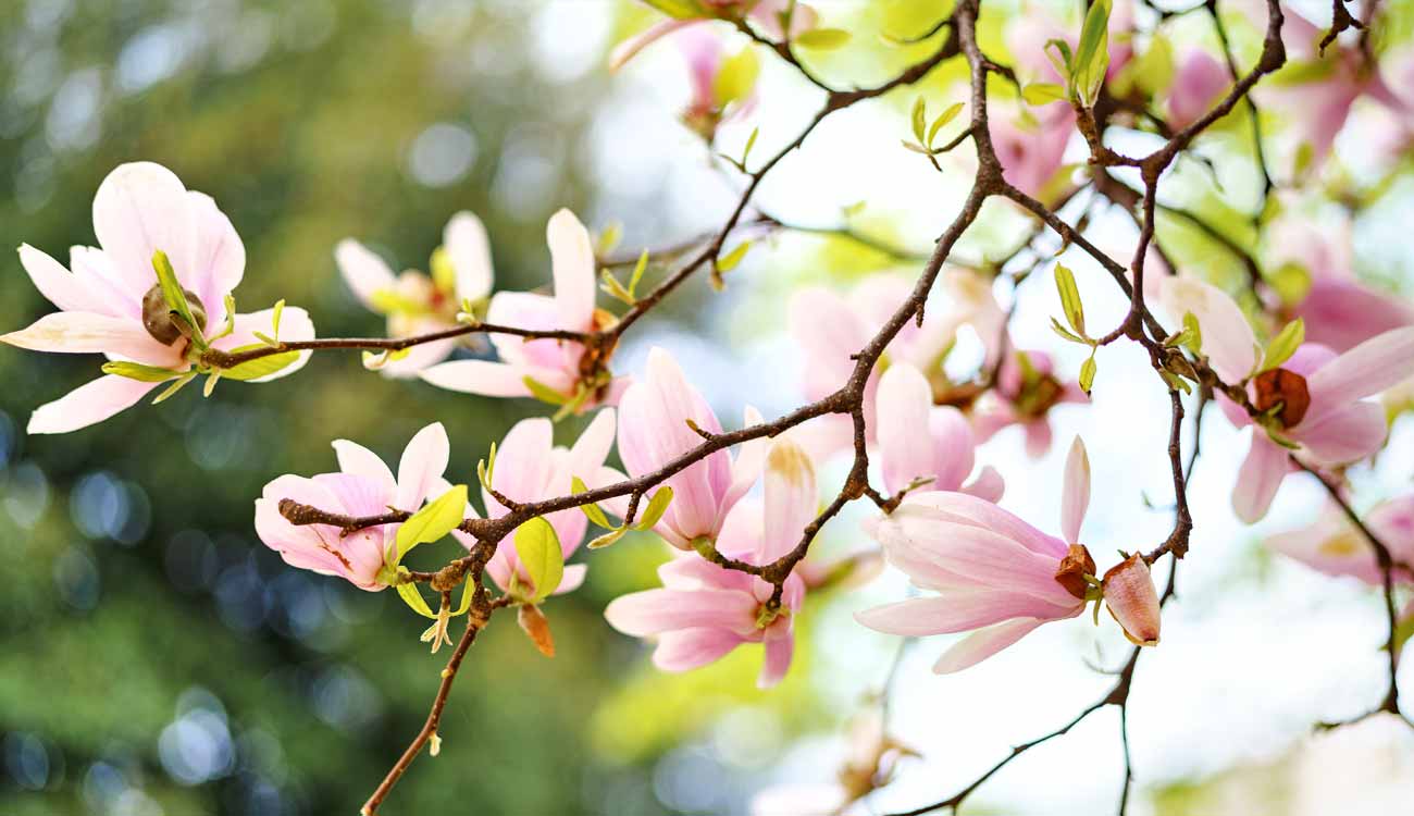 South Korea Flowers: Magnolia