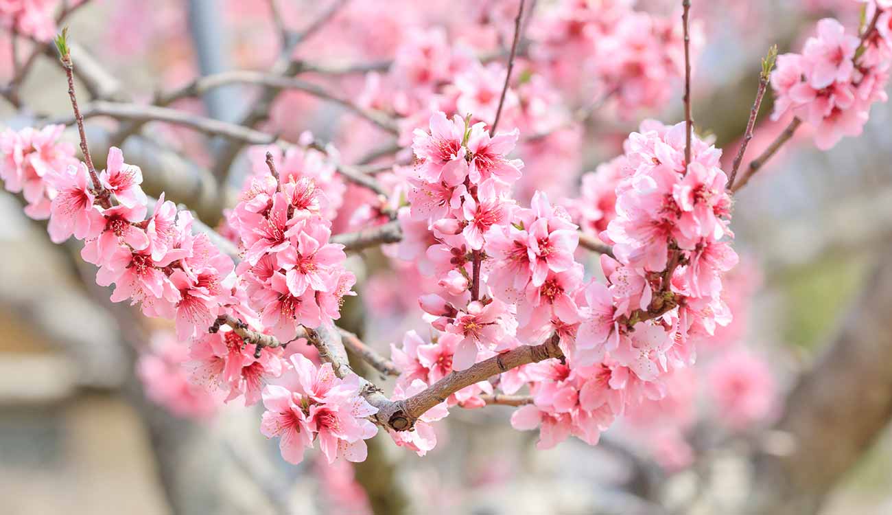 Peach Blossoms (Momo at Fuefuki)
