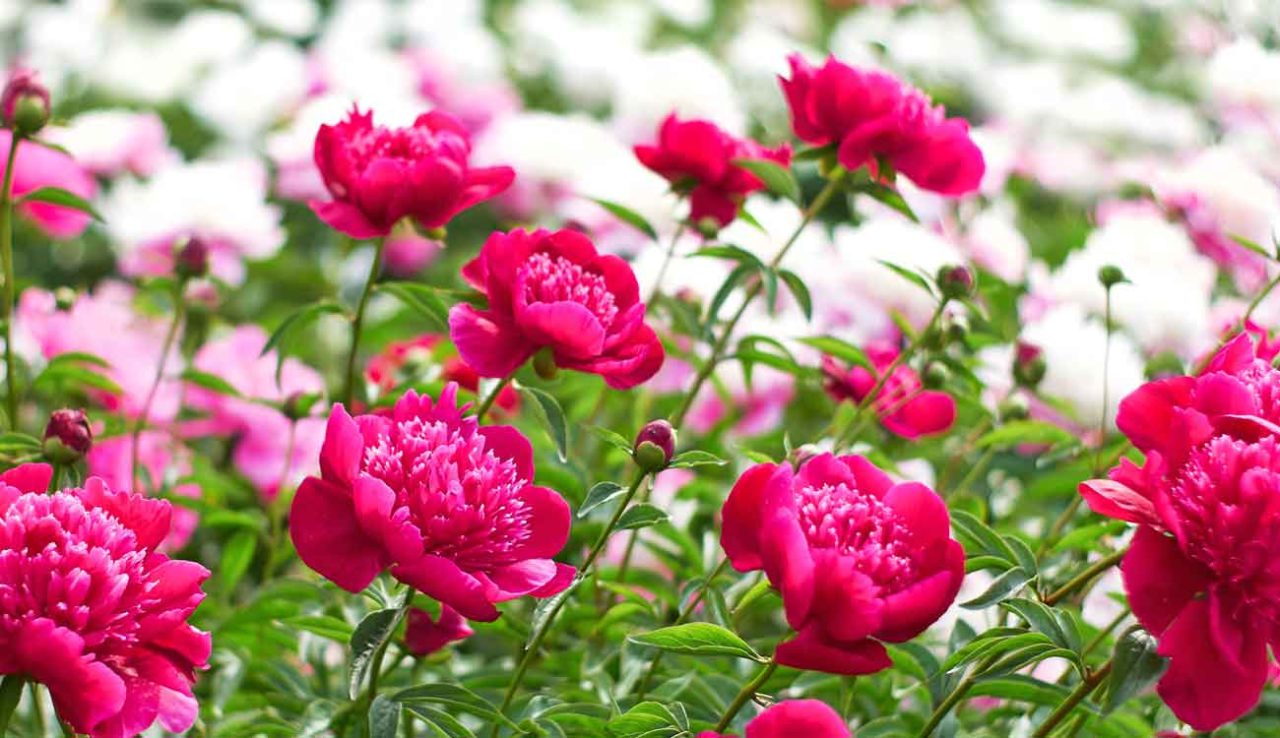 Spring Flowers in Japan When & Where to Go (Top Tips)