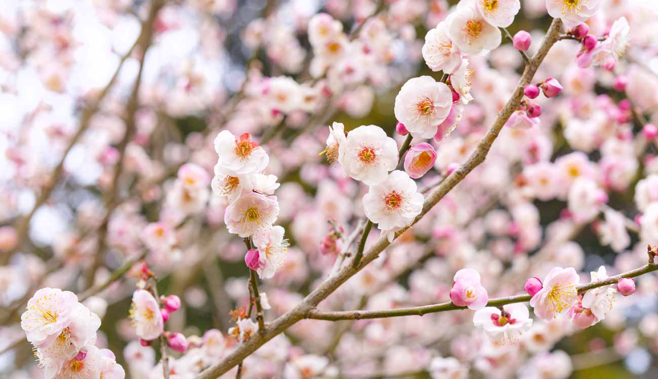 Plum Blossoms : When and Where