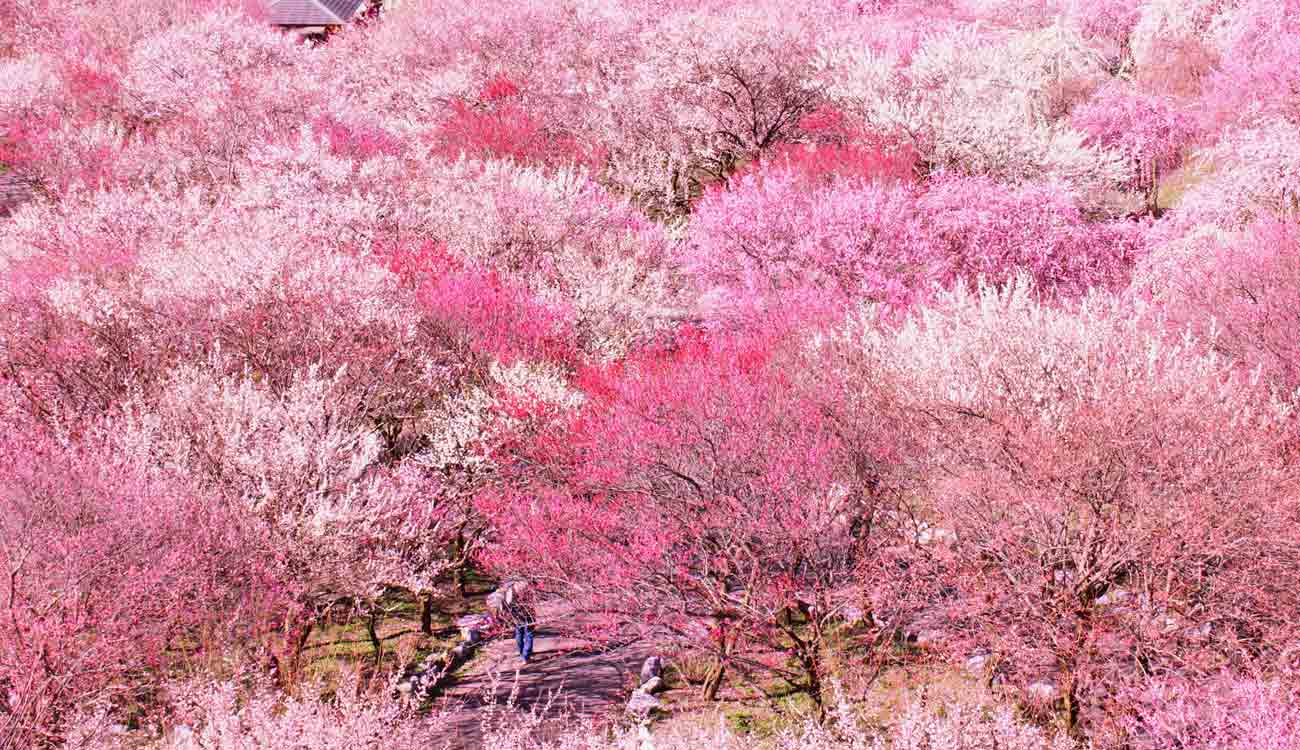 Inabe Plum Grove (Inabe Bairin): Spring Flowers in Japan