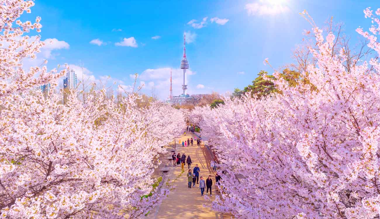 South Korea Cherry Blossom: Seoul Forest Park