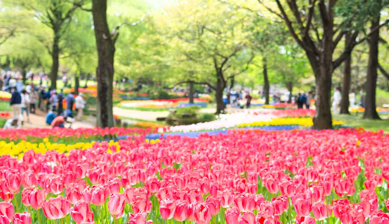 Showa Kinen Park (Tulips)