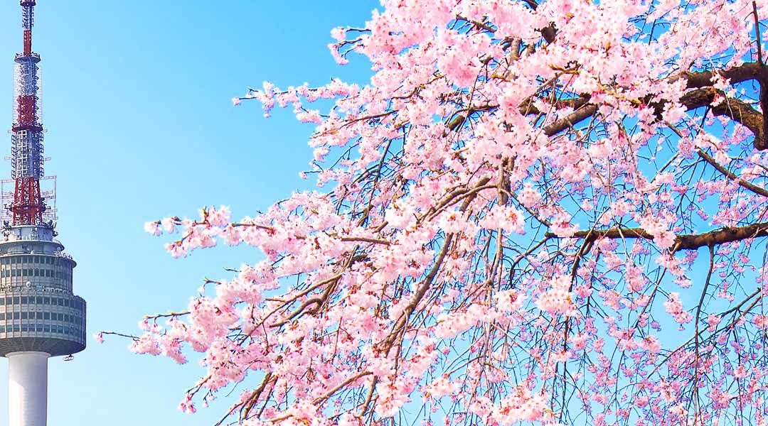 South Korea Cherry Blossom Season Forecast (2022): When & Where to Visit in Seoul and Other Regions