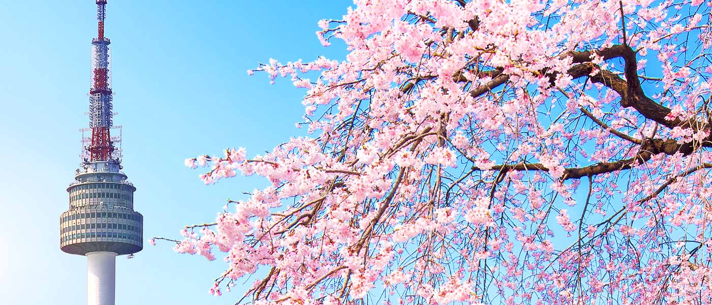 South Korea Cherry Blossom