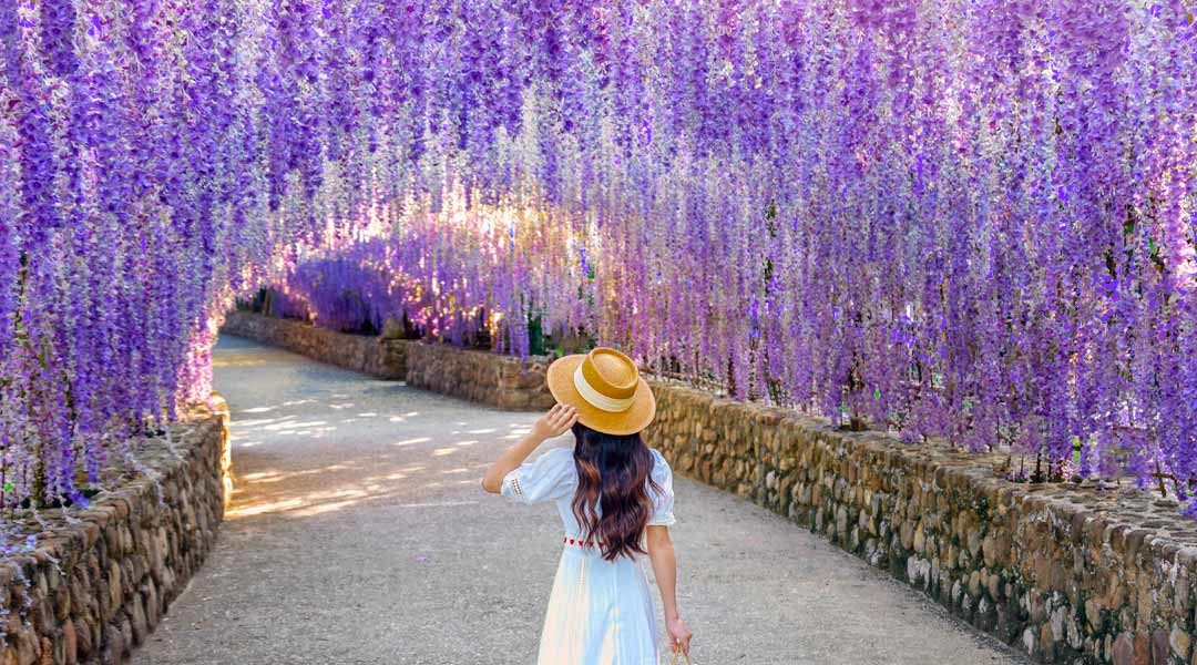 Spring Flowers in Japan: When & Where to Go (The Best Gardens, Fields, Parks, and Spots)