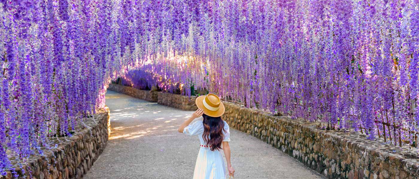 beautiful pathway lined with trees and purple azaleas