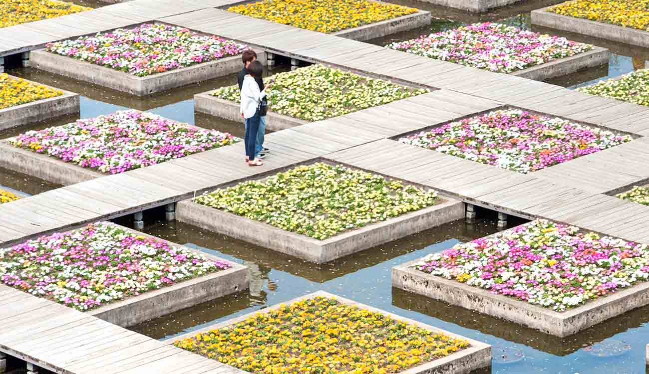 Spring Flowers in Japan: Tottori Hanakairo Flower Park