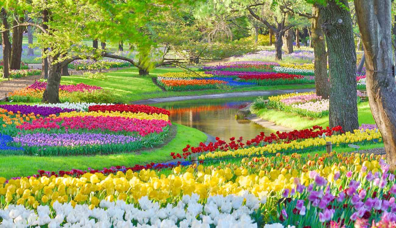 Showa Memorial Park (Tulip Flowers)
