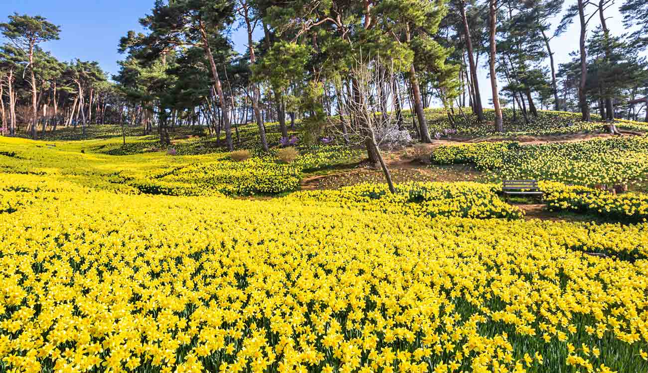 Spring Flowers in Korea: Yoogibanggaok