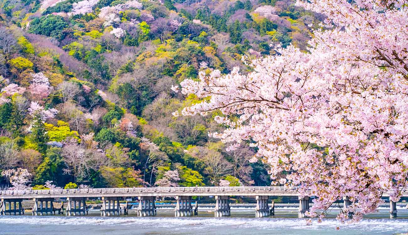 Kyoto Cherry Blossom Spots: Arashiyama