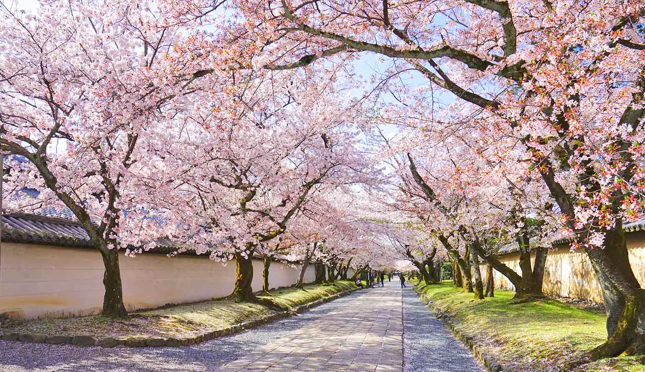 Daigoji Temple: Sakura Path