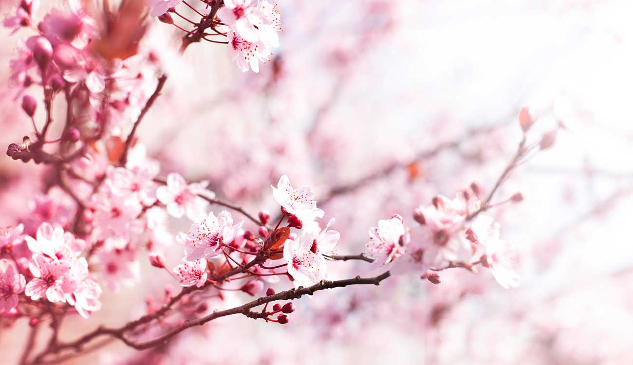 Japan Cherry Blossom (Sakura)