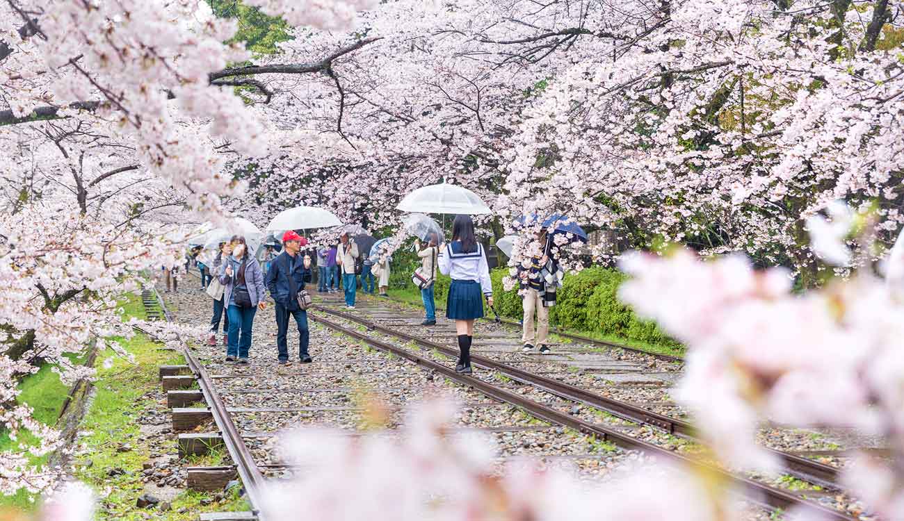 Kyoto Cherry Blossom Spots: Keage Incline Railroad Track (Japan)