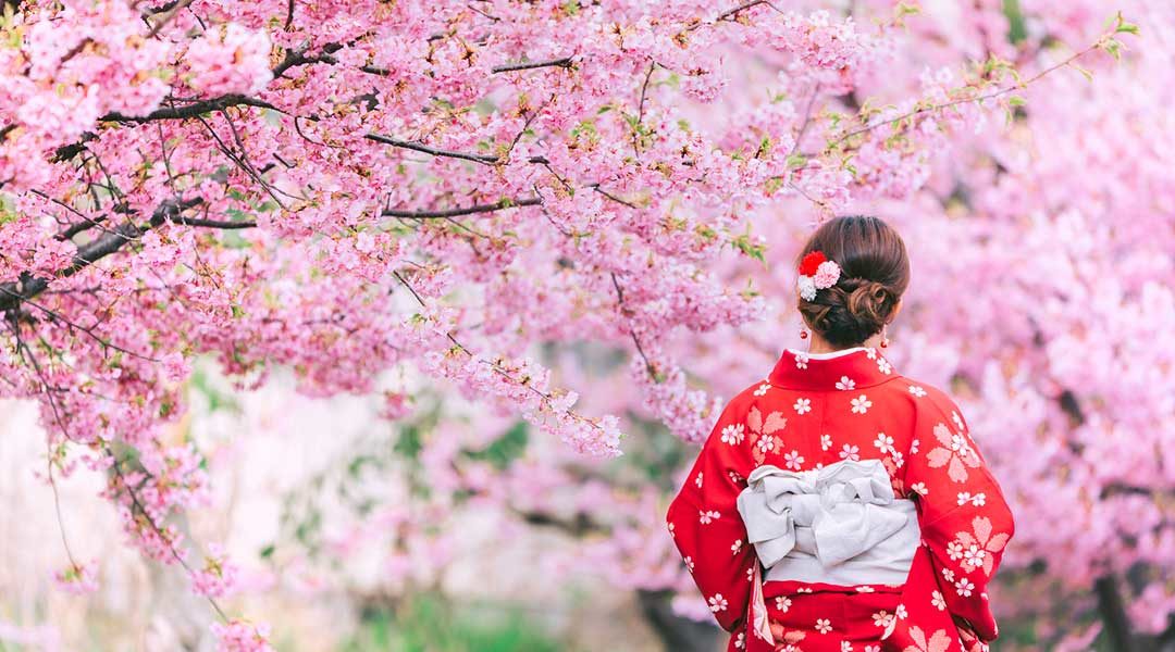 Kyoto Cherry Blossom Spots: 15 Best Sakura Hanami Viewing Locations (Tips & Travel Guide)