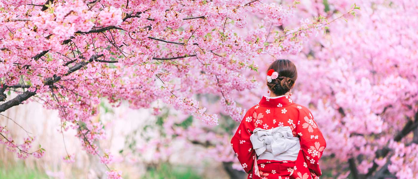 Kyoto Cherry Blossom Spots