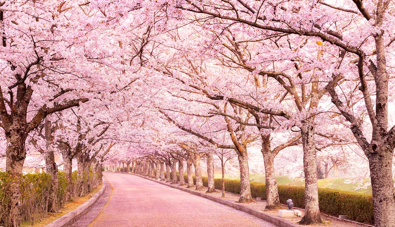 Kyoto Cherry Blossom Spots: Nanatanigawa River (Yawaragi Road)
