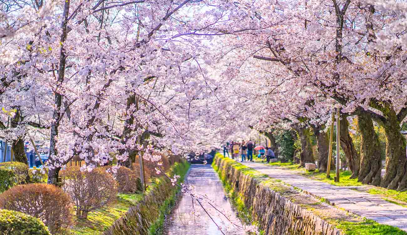 Kyoto Cherry Blossom Season: Philosopher’s Path or Walk