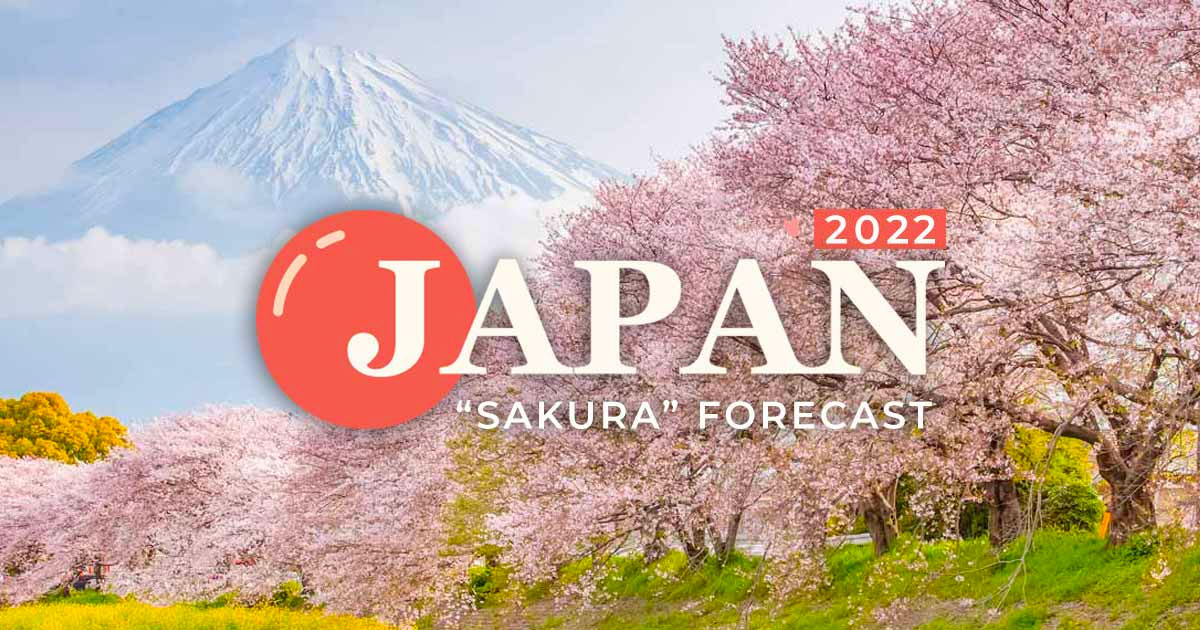 Cherry Blossom Forecast 2024: Looking Forward to “Sakura” Season