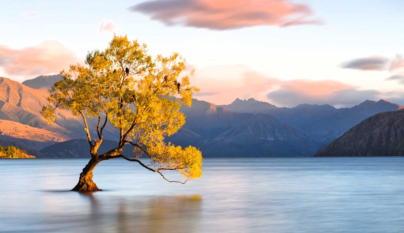 Lake Wanaka Tree