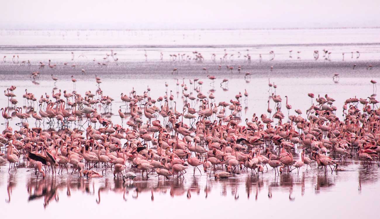 Lake Manyara National Park: Pink Flamingos