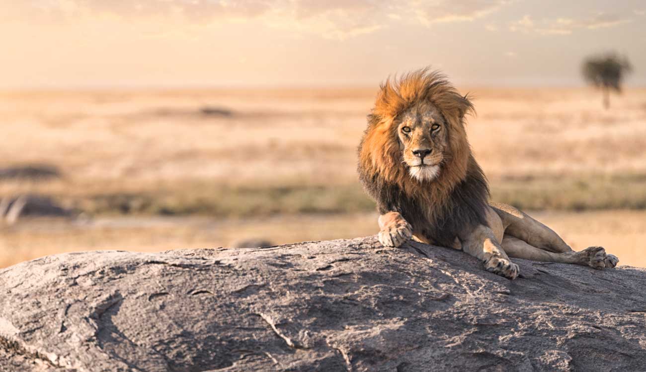 Best Tanzania Safari Tours: Serengeti National Park