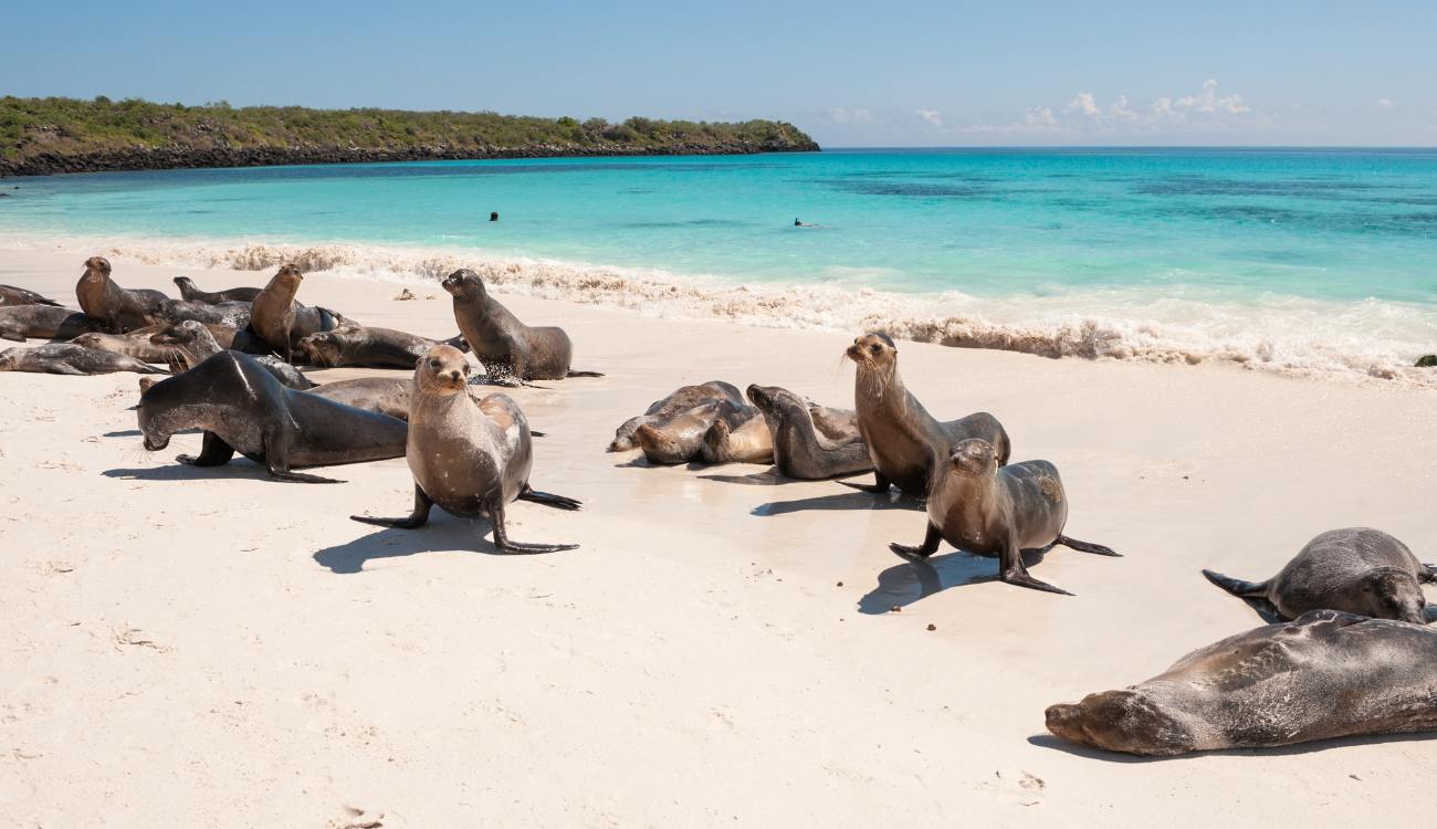 Discover the Galapagos Islands, Ecuador
