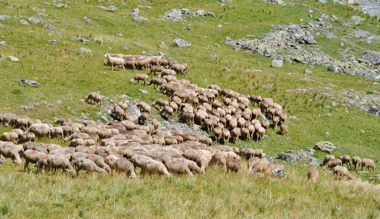 Fête de la Transhumance: Hundreds Of Sheep