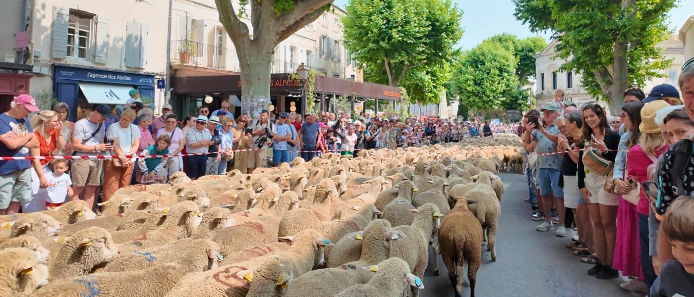 Transhumance Festival in Saint-Rémy-de-Provence: A Travel Guide to France’s Famous Sheep Parade